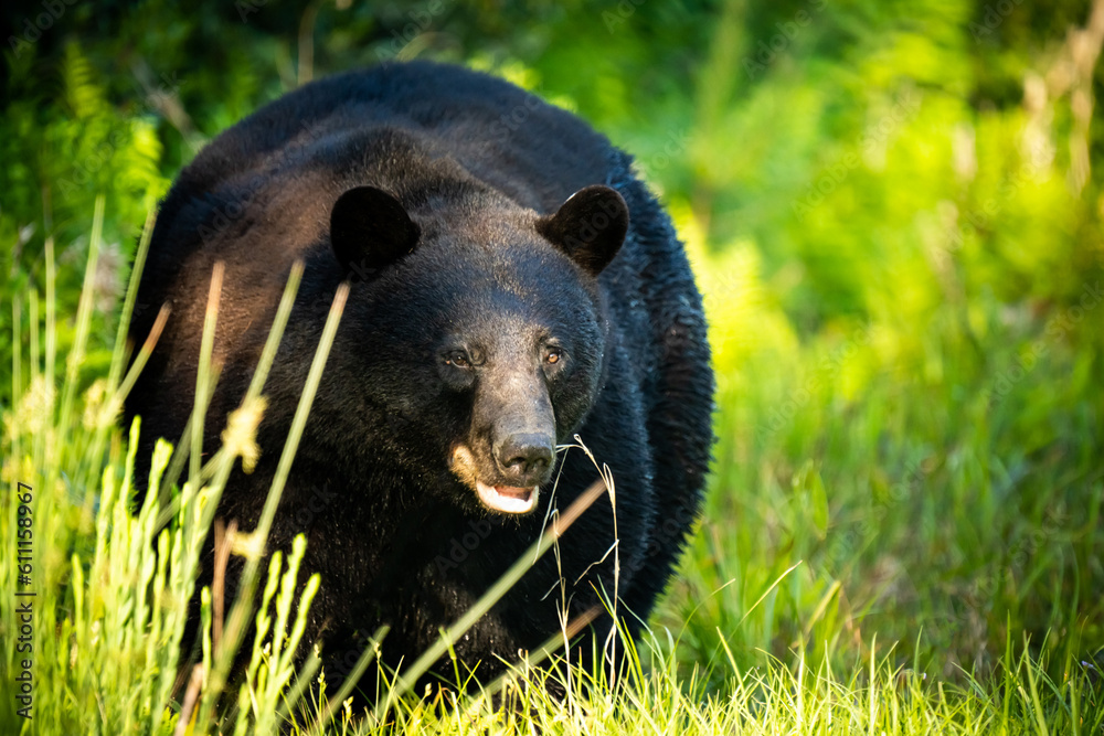 Fototapeta premium Bear in the Woods