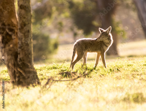 wandering coyote