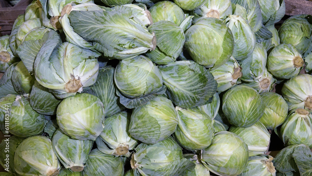Fototapeta premium Big pile of green fresh cabbage in the refrigerated warehouse. Storage of fresh cabbage