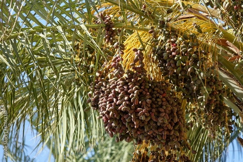 Clusters of dates hanging from the tree at a date plantation close-up. Raw date palm fruits growing on a tree