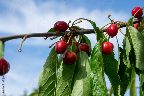 Ripe red cherries with green leaves grow on a branch against a blue sky. The ripened red cherry close-up