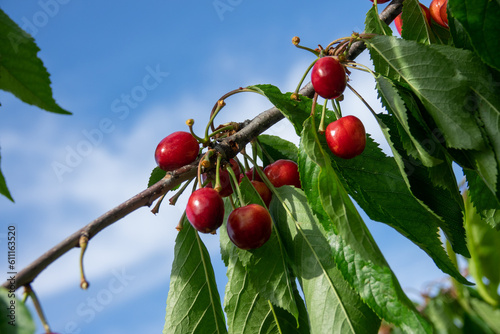 Ripe red cherries with green leaves grow on a branch against a blue sky. The ripened red cherry close-up