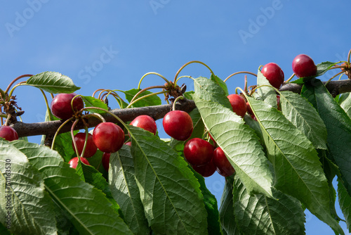 Ripe red cherries with green leaves grow on a branch against a blue sky. The ripened red cherry close-up