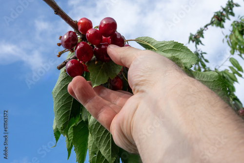 Hand picking fresh delicious red cherry against a blue sky. Picking red cherry close-up