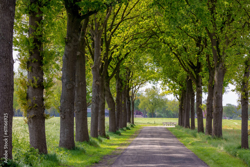 Countryside road with the trees on the side in spring  The Pieterpad is a long distance walking route in the Netherlands  The trail runs from northern part of Groningen to end just south of Maastricht