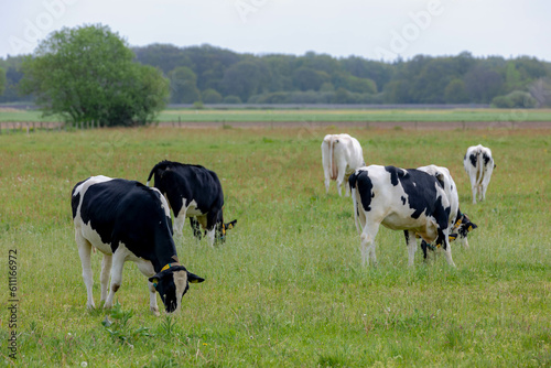 A group of black and white Dutch cow standing and nibbling fresh grass on green meadow, Typical polder landscape in Holland, Open farm with dairy cattle on the field in countryside farm, Netherlands.