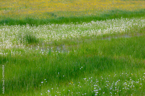 Wild bloom and green grass in marsh, White Cardamine pratensis (Cuckoo flower) flowering in family of Brassicaceae, Yellow Ranunculus bulbosus (Buttercup flower) flowering in family of Ranunculaceae.