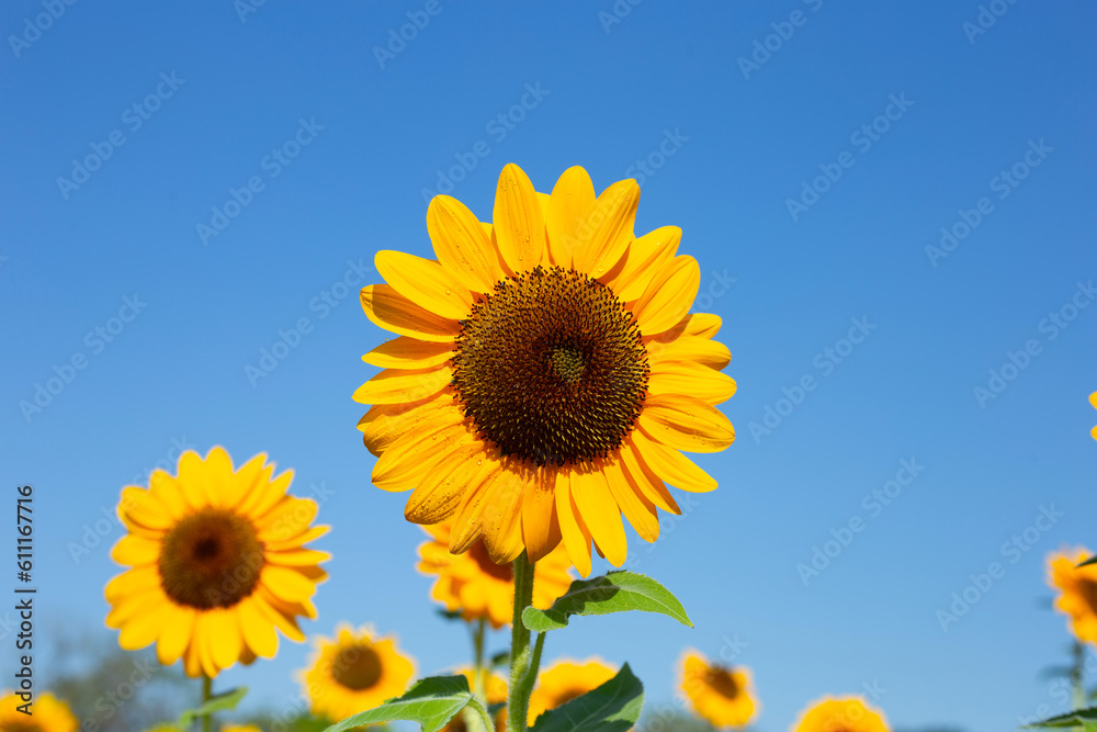 Sunflower field with blue sky. Beautiful summer landscape. Sunflower field with blue sky. Beautiful summer landscape.