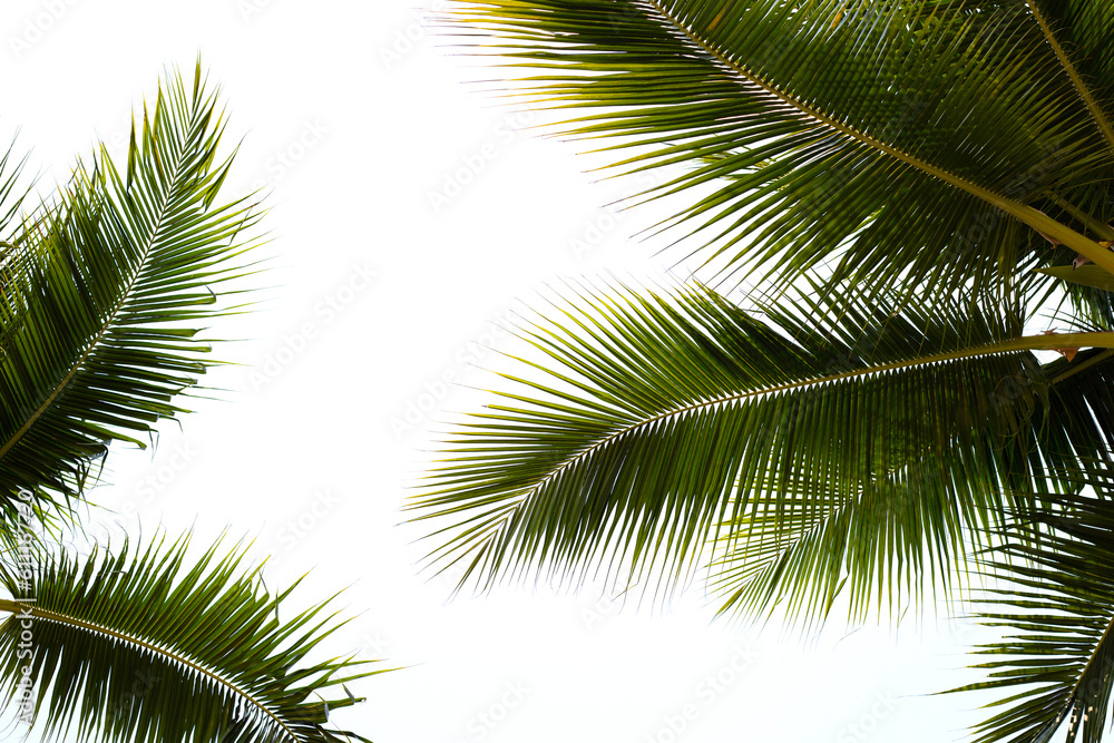 Naklejka premium Coconut palm trees with blue sky