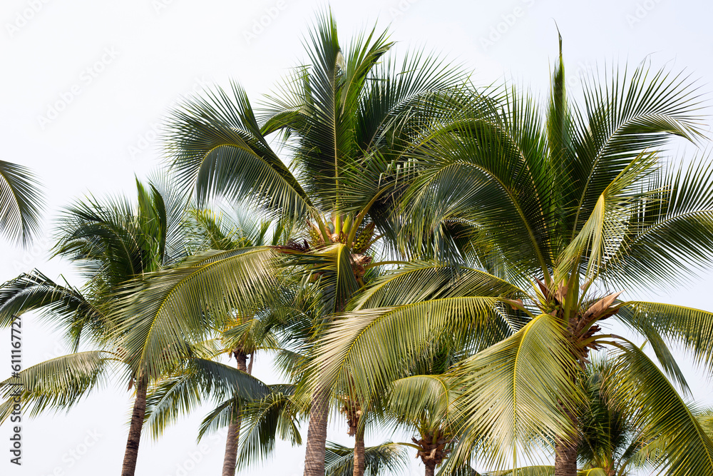Coconut palm trees with blue sky Coconut palm trees with blue sky