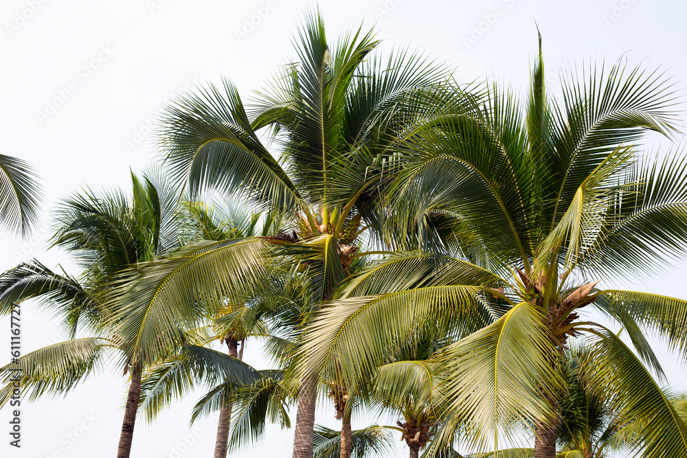 Coconut palm trees with blue sky