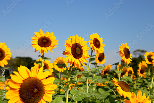 Sunflower field with blue sky. Beautiful summer landscape.
