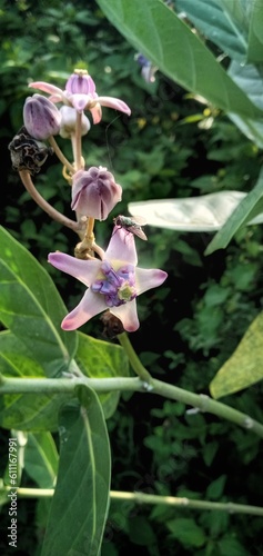 biduri flower