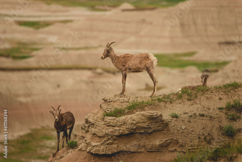 Bighorn sheep in Badlands, South Dakota