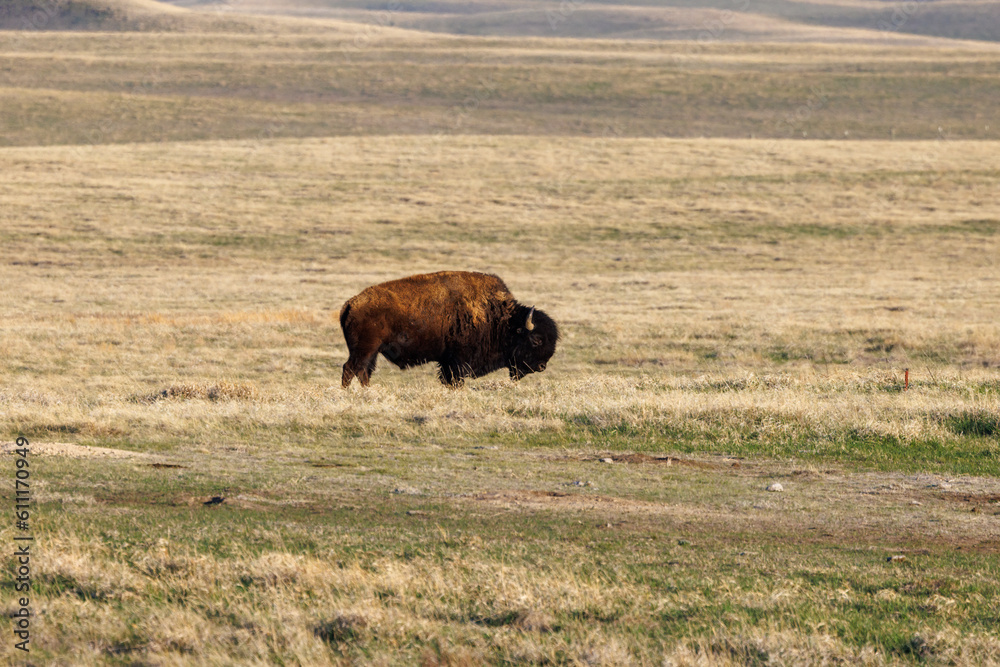 American Bison, also known as buffalo, in the Badlands National Park during spring.
