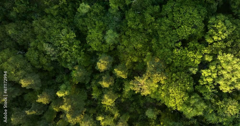 Birds Eye View Over Lush Forest In Late Day Summer Sun Light Birds Eye View Over Lush Forest In Late Day Summer Sun Light