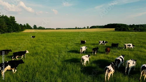 Aerial shot of cows running on pasture, meadows, landscape