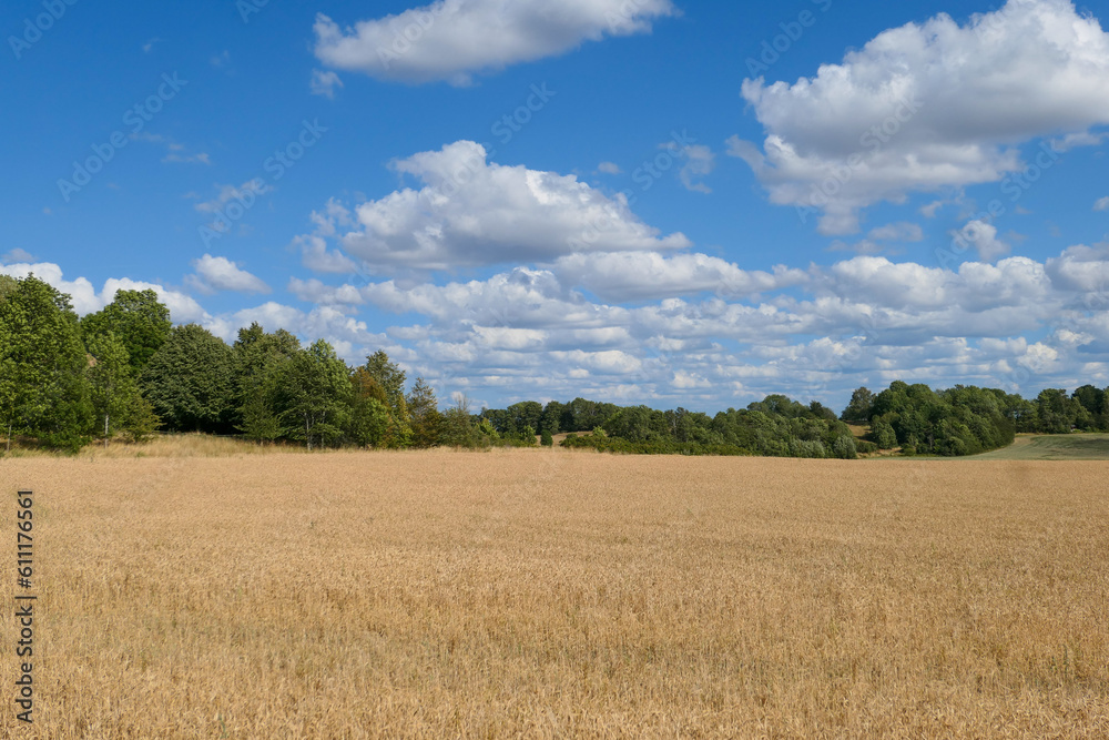 field of wheat