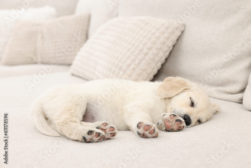 Fototapeta Naklejka Na Ścianę i Meble -  Cute little puppy sleeping on beige couch