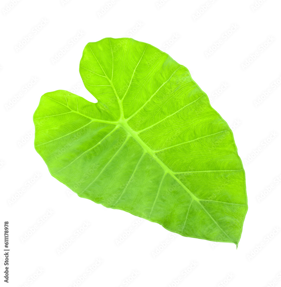 Fototapeta premium Giant Taro plant leaves isolated transparent png