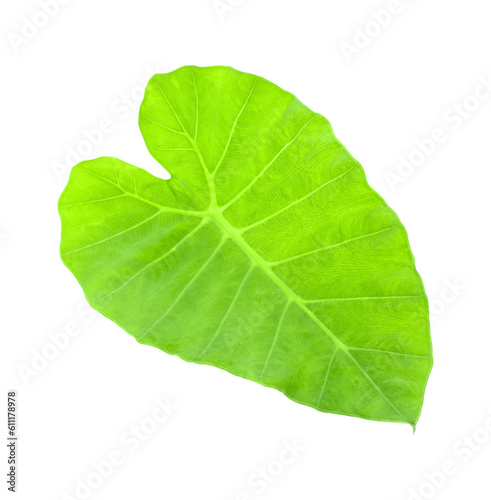 Giant Taro plant leaves isolated transparent png