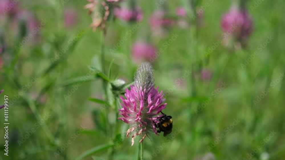 Slow motion video of a single bumblebee collecting pollen from a Poterium obtusum flower before taking flight. The beauty of nature in detail Slow motion video of a single bumblebee collecting pollen from a Poterium obtusum flower before taking flight. The beauty of nature in detail