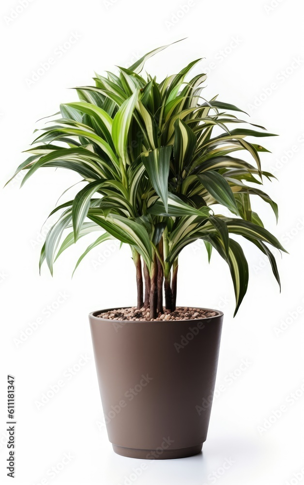 Flowers dracaena on white background in flower pot