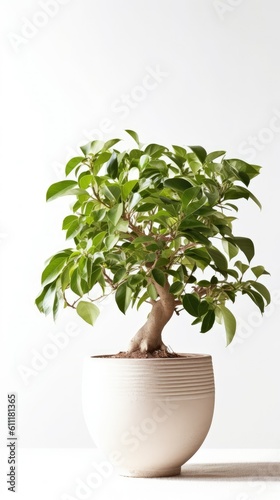 Ficus benjamina on white background in flower beige pot