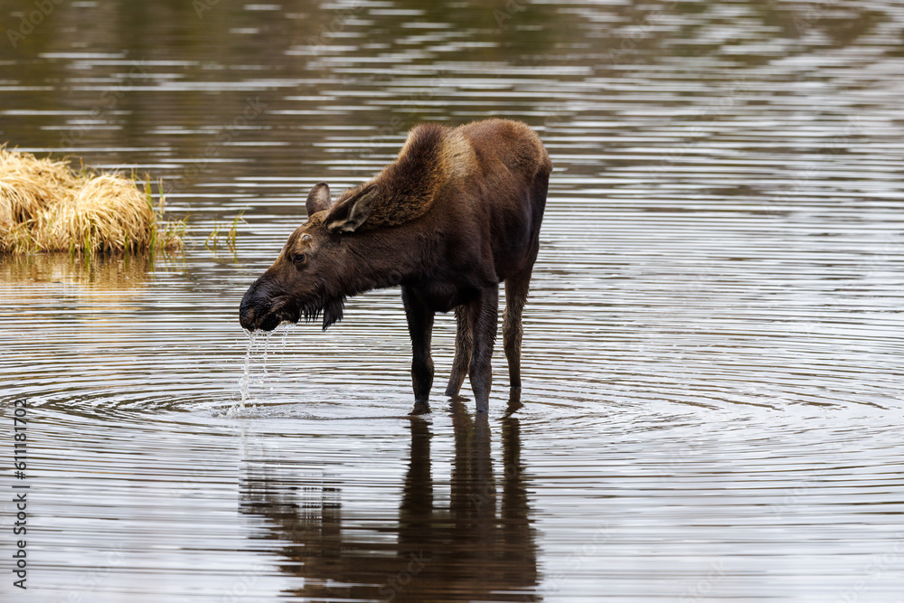 Moose (Alces alces) in Sprague Lake in the Rocky Mountain National Park.
Moose (Alces alces) in Sprague Lake in the Rocky Mountain National Park.