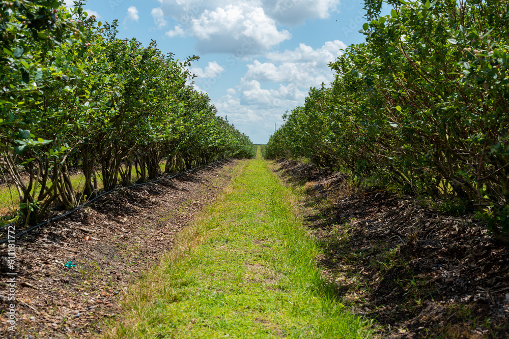 Rows of cultivated high lush green blueberry bushes on a large organic farm field on a sunny day. The farm has green grass between the drills. The orchard has produced large sweet blueberries. 