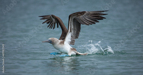 Rare Blue Footed Booby with wings outstretched looking like it is walking on water in the Galapagos Islands