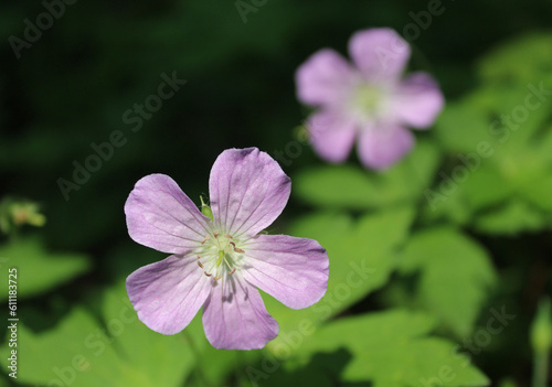 Closeup of a wild geranium bloom with another in the background at Camp Ground Road Woods in Des Plaines, Illinois