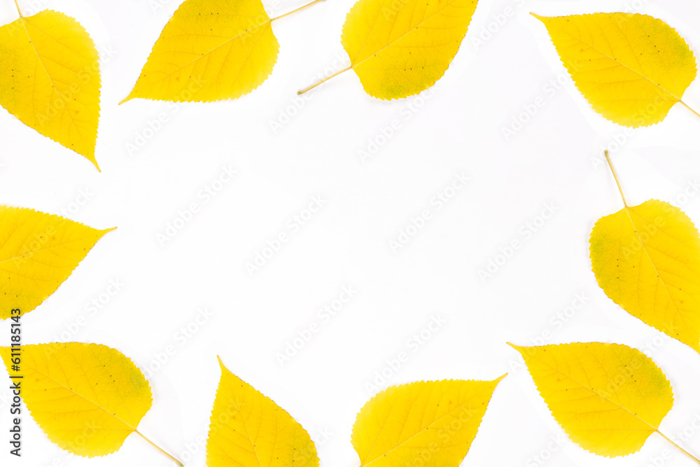 Fototapeta premium yellow mulberry leaves in white background frame