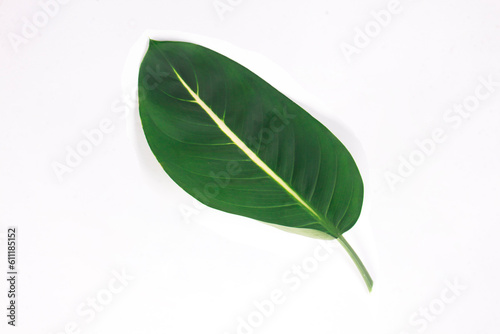 broad leaf isolated on white background