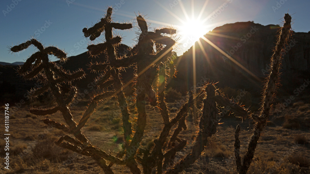Cactus at Sunrise, New Mexico, USA