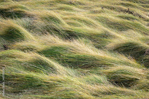 Wind swept grass field.