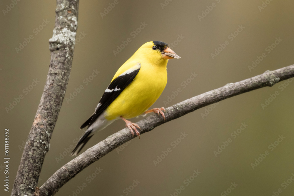 Gold finch with seed sitting on a branch. Gold finch with seed sitting on a branch.