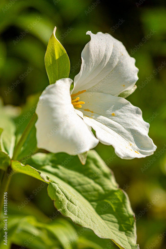A white trillium, official flower of Ontario, Canada. A white trillium, official flower of Ontario, Canada.