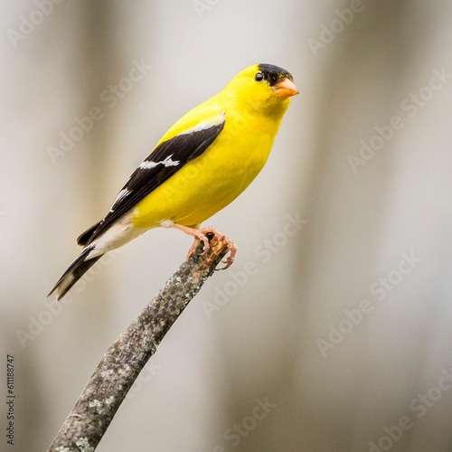 Fotografía Gold Finch perched on a branch
