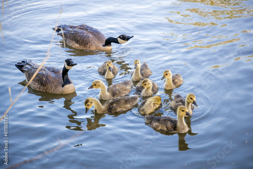 A family of Canada Geese on the water. photo