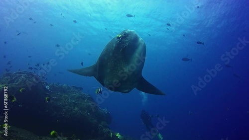Mola Mola Sunfish