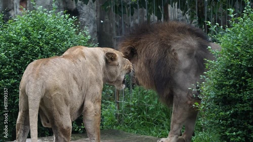 a pair of young lions roar at each other