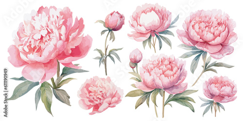 watercolor pink peony clipart for graphic resources