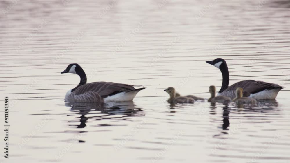 Canada geese swim along calm river with four cute goslings, smooth tracking Canada geese swim along calm river with four cute goslings, smooth tracking
