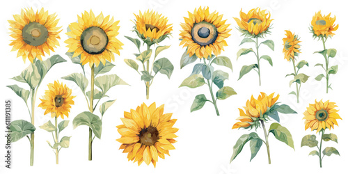 watercolor sunflower clipart for graphic resources