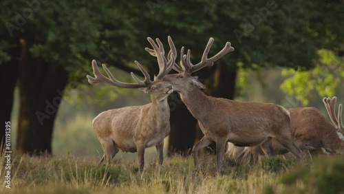 Red deer stags in bachelor group with imposing antlers interact, The Veluwe