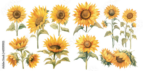watercolor sunflower clipart for graphic resources