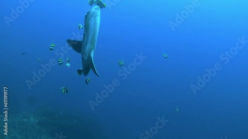 Mola Mola Sunfish
