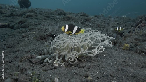 Multi-colored ANEMONEFISHES Lives in sea anemones growing on the sandy bottom of the tropical sea. She chases other fish away from her house. photo