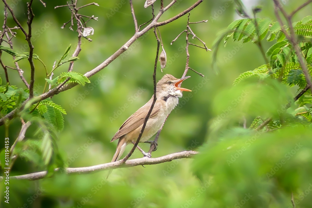 縄張りで大声を出し鳴き続けるオオヨシキリ 縄張りで大声を出し鳴き続けるオオヨシキリ